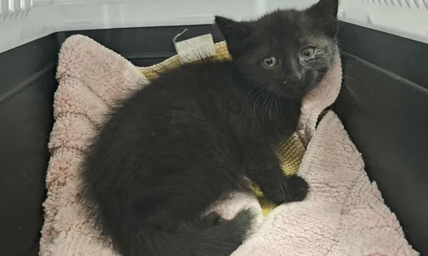 Znaleziono kota, Toruń, 22 czerwca 2025