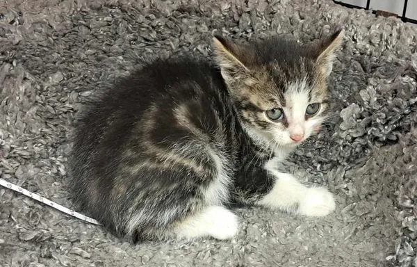 Znaleziono kota, Toruń, 22 czerwca 2025