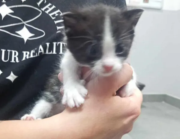 Znaleziono kota, Toruń, 22 czerwca 2025