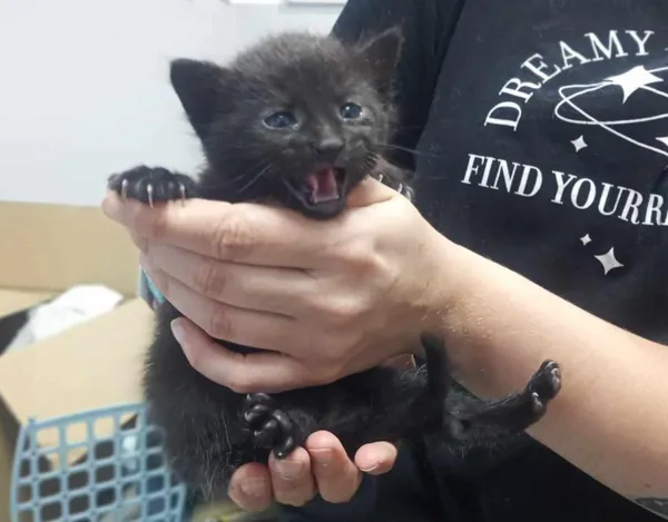 Znaleziono kota, Toruń, 22 czerwca 2025