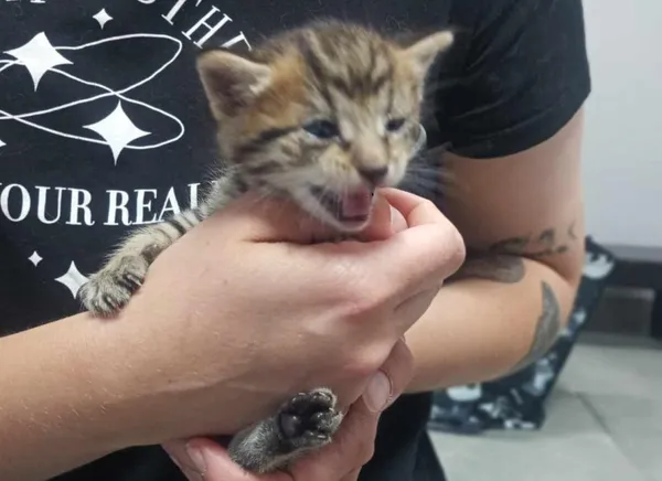 Znaleziono kota, Toruń, 22 czerwca 2025