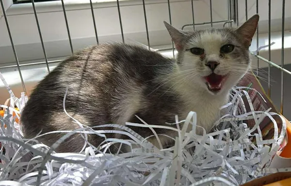 Znaleziono kota, Toruń, 22 czerwca 2024