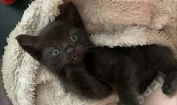 Znaleziono kota, Toruń, 21 czerwca 2025