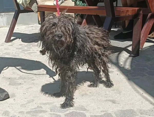 Znaleziono psa, Toruń, 20 czerwca 2025