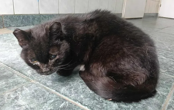 Znaleziono kota, Toruń, 20 czerwca 2025