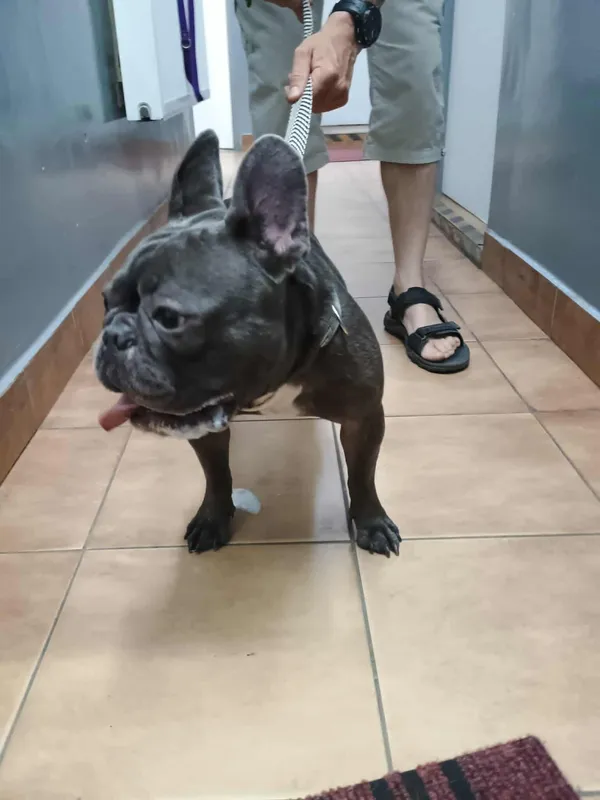 Znaleziono psa, Sosnowiec, 22 czerwca 2025 (1/2)