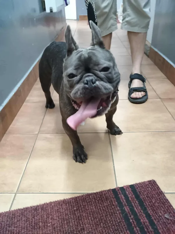 Znaleziono psa, Sosnowiec, 22 czerwca 2025 (2/2)