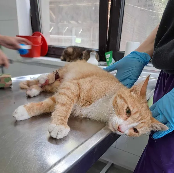 Znaleziono kota, Olsztyn, 23 czerwca 2025 (2/2)