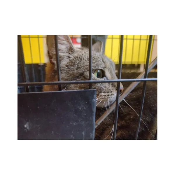 Znaleziono kota, Białystok, 14 czerwca 2025