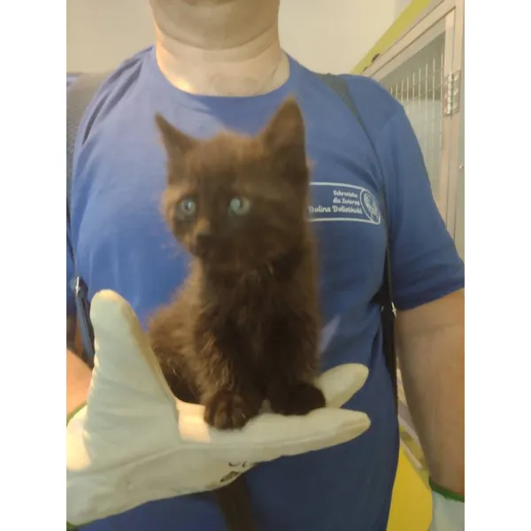 Znaleziono kota, Białystok, 14 czerwca 2025