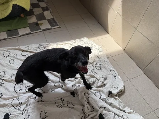 Pies do adopcji, Kraków, 9 czerwca 2025