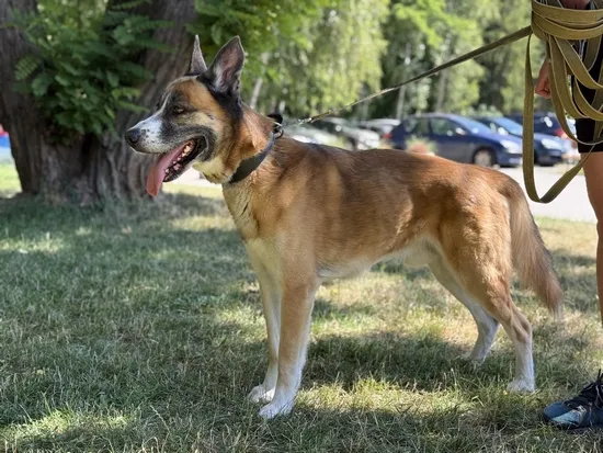 Pies do adopcji, Kraków, 9 czerwca 2025 (3/5)