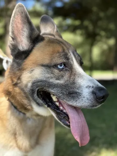 Pies do adopcji, Kraków, 9 czerwca 2025 (4/5)