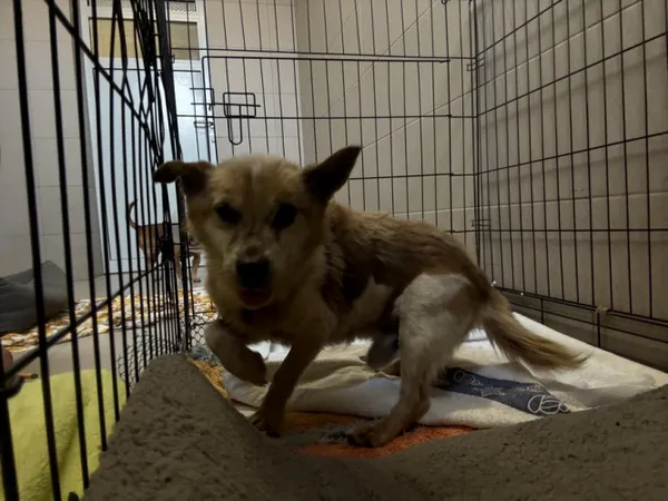 Pies do adopcji, Kraków, 9 czerwca 2025