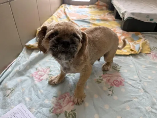 Pies do adopcji, Kraków, 9 czerwca 2025