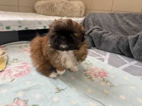 Pies do adopcji, Kraków, 9 czerwca 2025