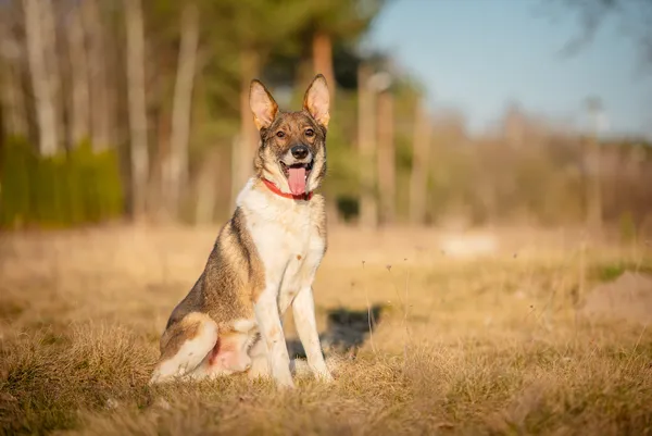 Oddam psa, Łódź, Stare Miasto, 24 czerwca 2025 (1/5)