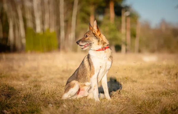 Oddam psa, Łódź, Stare Miasto, 24 czerwca 2025 (4/5)