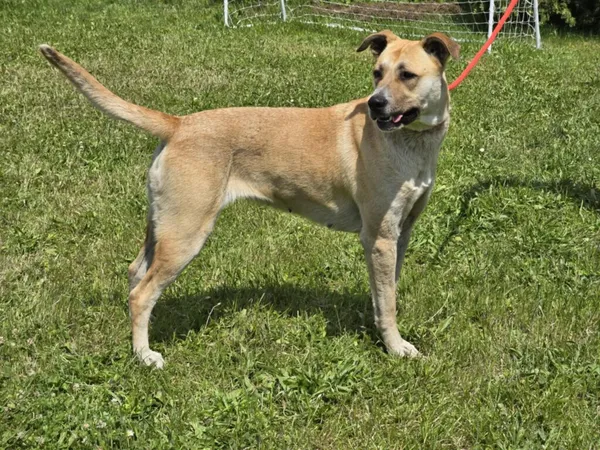 Pies do adopcji, Ropczyce, 23 czerwca 2025