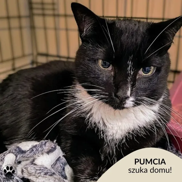 Kot do adopcji, Gdynia, 23 czerwca 2025 (1/5)
