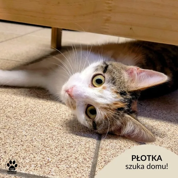 Kot do adopcji, Gdynia, 23 czerwca 2025 (1/5)