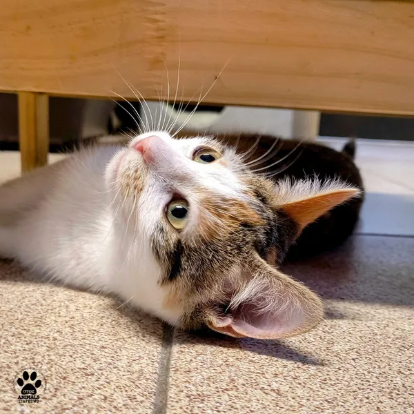 Kot do adopcji, Gdynia, 23 czerwca 2025 (3/5)