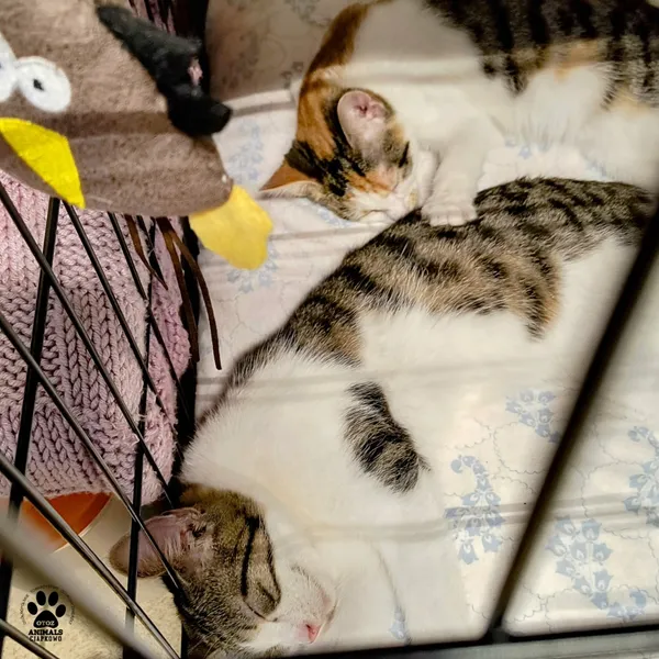 Kot do adopcji, Gdynia, 23 czerwca 2025 (5/5)