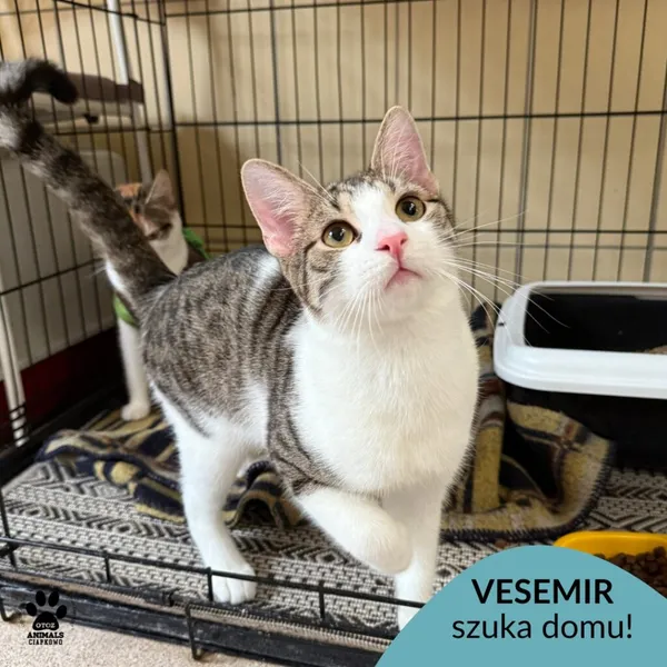 Kot do adopcji, Gdynia, 23 czerwca 2025 (1/5)