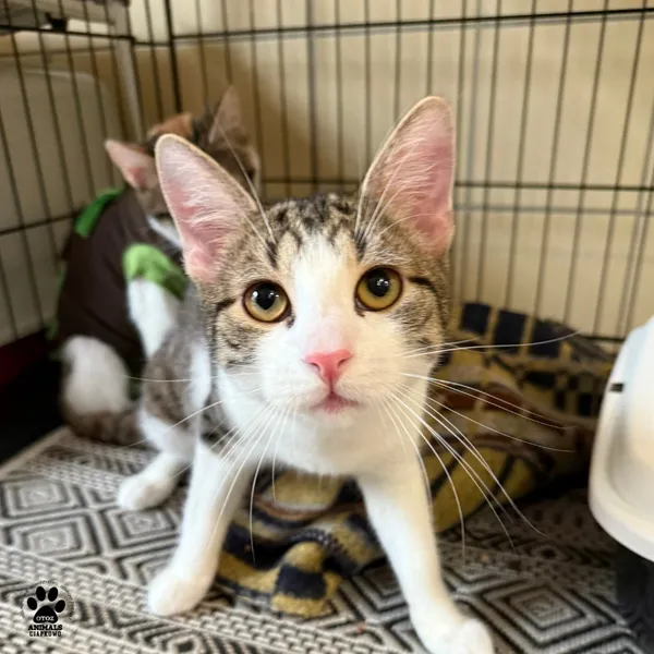 Kot do adopcji, Gdynia, 23 czerwca 2025 (3/5)