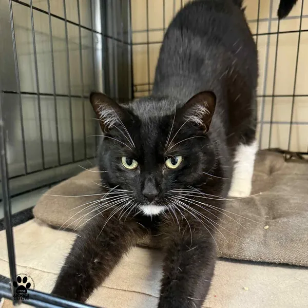 Kot do adopcji, Gdynia, 23 czerwca 2025 (4/5)