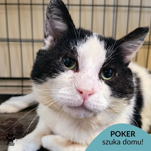 Kot do adopcji, Gdynia, 23 czerwca 2025 (1/3)