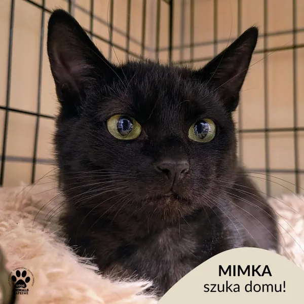 Kot do adopcji, Gdynia, 23 czerwca 2025 (1/4)