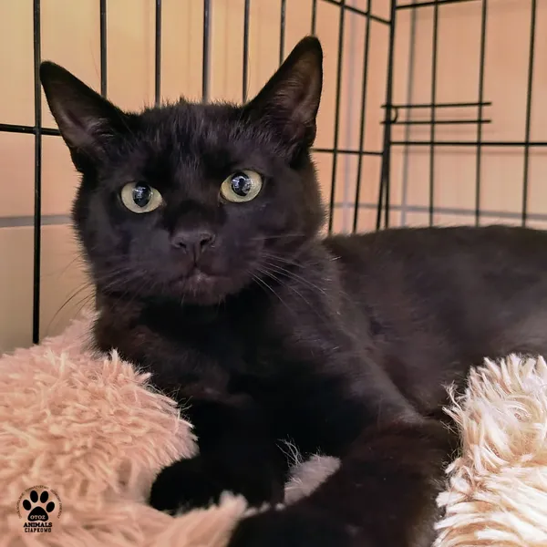 Kot do adopcji, Gdynia, 23 czerwca 2025 (2/4)