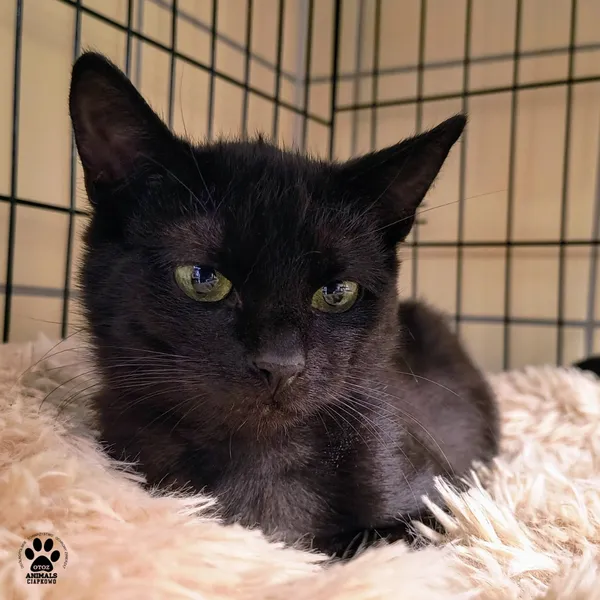 Kot do adopcji, Gdynia, 23 czerwca 2025 (3/4)