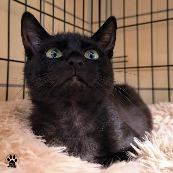 Kot do adopcji, Gdynia, 23 czerwca 2025 (4/4)