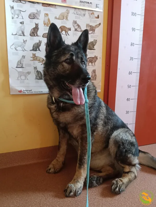 Znaleziono psa, Skałowo, 24 czerwca 2025 (2/2)