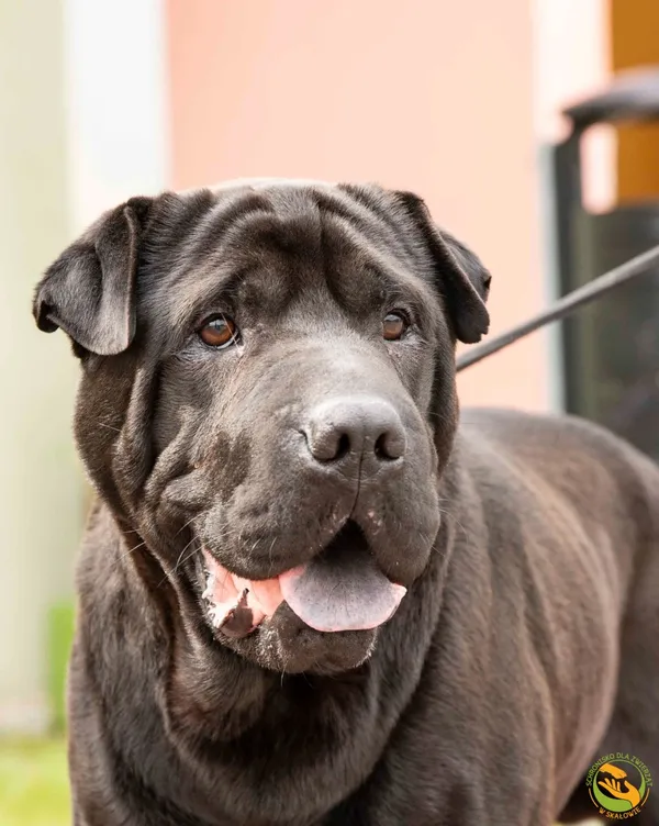 Znaleziono psa, Skałowo, 23 czerwca 2025 (1/3)