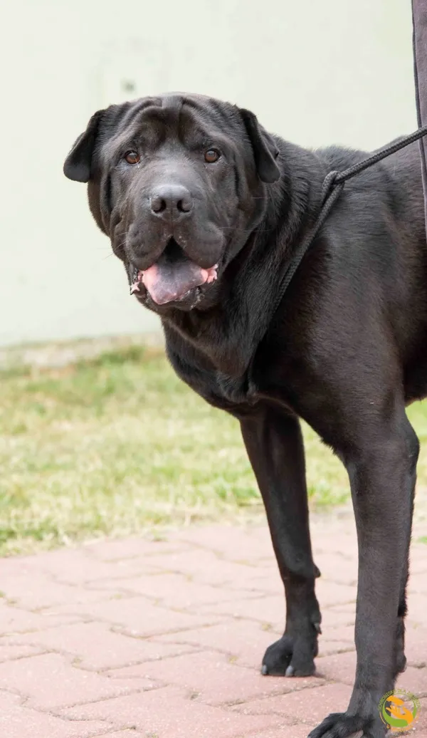 Znaleziono psa, Skałowo, 23 czerwca 2025 (2/3)