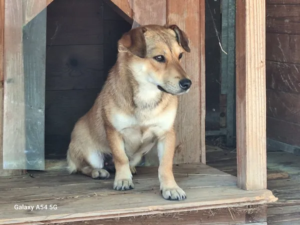 Pies do adopcji, Orzechowce, 24 czerwca 2025 (2/5)