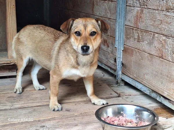 Pies do adopcji, Orzechowce, 24 czerwca 2025 (4/5)