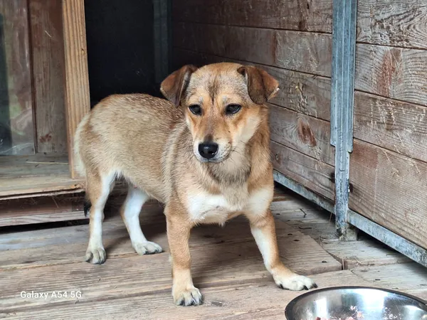 Pies do adopcji, Orzechowce, 24 czerwca 2025 (5/5)