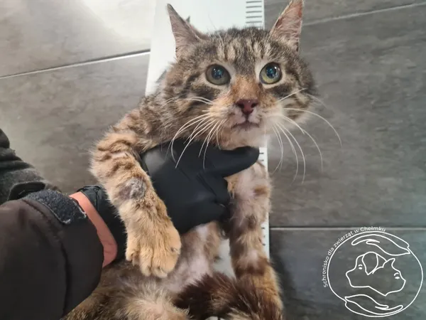 Kot do adopcji, Chełmek, 19 maja 2025