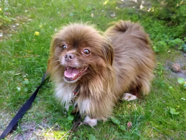 Pies do adopcji, Włocławek, 23 czerwca 2025 (1/5)