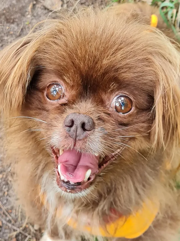 Pies do adopcji, Włocławek, 23 czerwca 2025 (4/5)