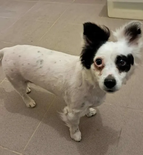 Znaleziono psa, Olsztyn, 23 czerwca 2025