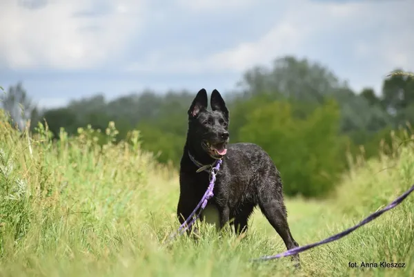 Znaleziono psa, Toruń, 22 maja 2025