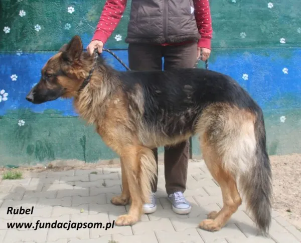 Pies do adopcji, Nowy Dwór Mazowiecki, 24 czerwca 2025 (2/5)