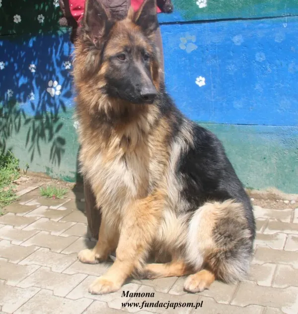 Pies do adopcji, Nowy Dwór Mazowiecki, 24 czerwca 2025 (2/3)
