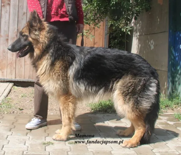 Pies do adopcji, Nowy Dwór Mazowiecki, 24 czerwca 2025 (3/3)