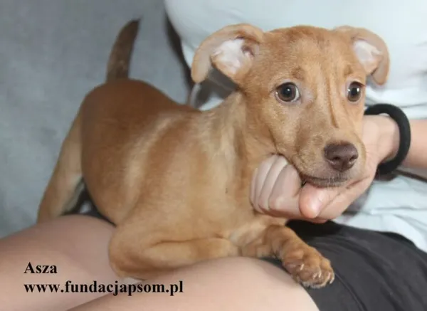 Pies do adopcji, Nowy Dwór Mazowiecki, 24 czerwca 2025 (2/4)